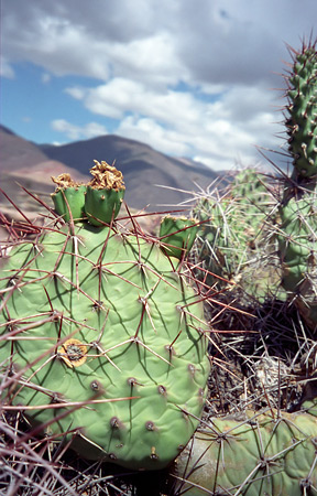 Tilcara, Small Cactus in El Pucara, Jujuy
