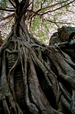 Cheese tree in the jungle temple