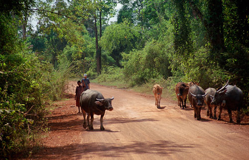 Traffic jam north of Siem Reap