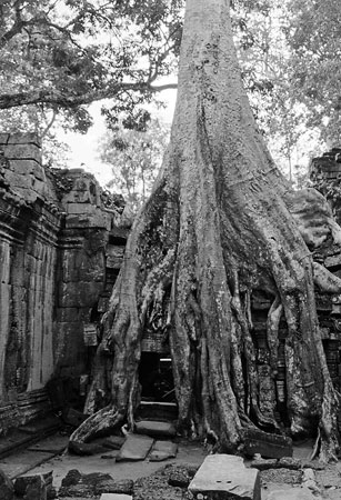 Overgrown Temple of Ta Prohm