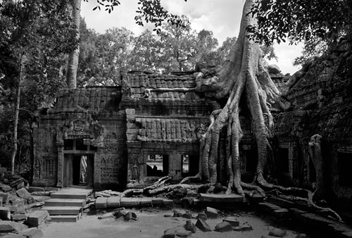 Tree Devouring Temple