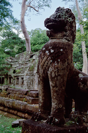 Stone Tiger or Ta Prohm