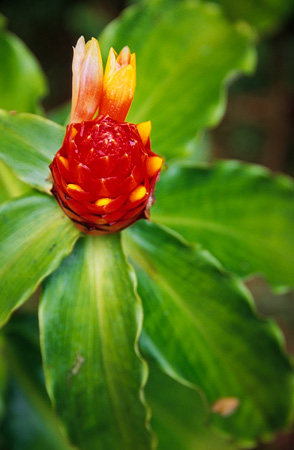 Costus pulverulentus