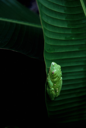 Misfit Leaf Frog (Agalychnis Saltator)