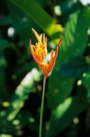 Heliconia
