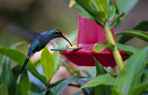 Hummingbird