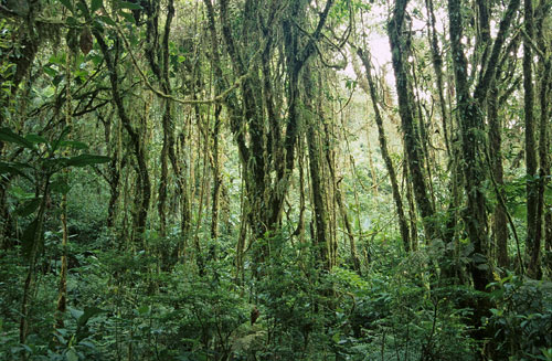 Monteverde Cloud Forest