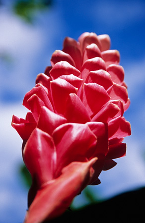 Costus osae 