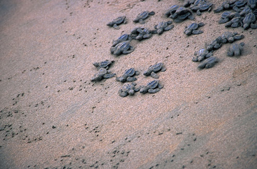 Turtle release Hacienda Baru