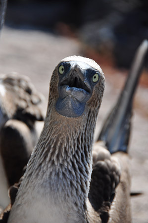 Blue Footed Booby