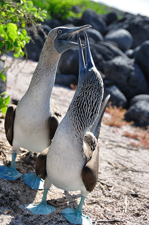 Blue Footed Booby Mating Dance
