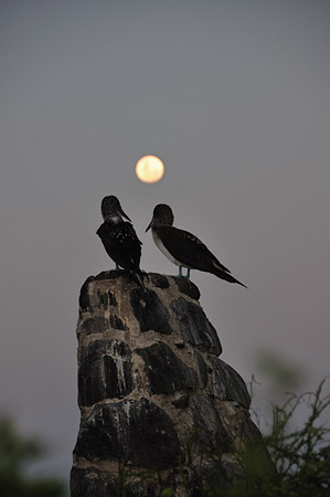 Sitting by moon light
