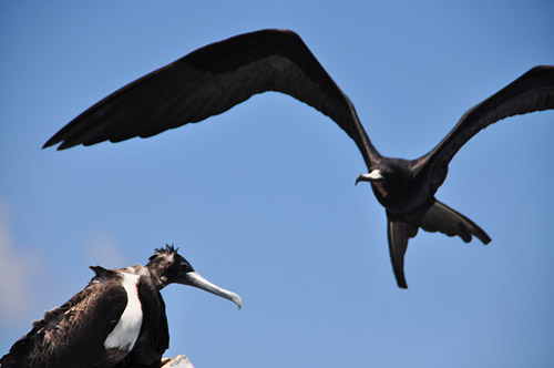 Frigate in Flight