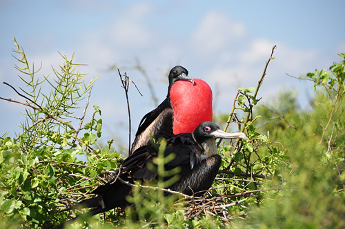 Frigate Nest