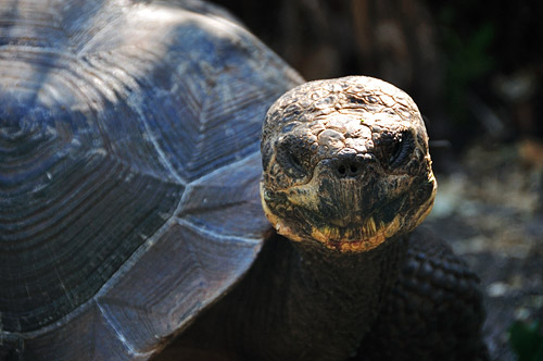 Galapagos Tortoise