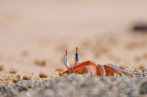 Ghost Crab Peekaboo