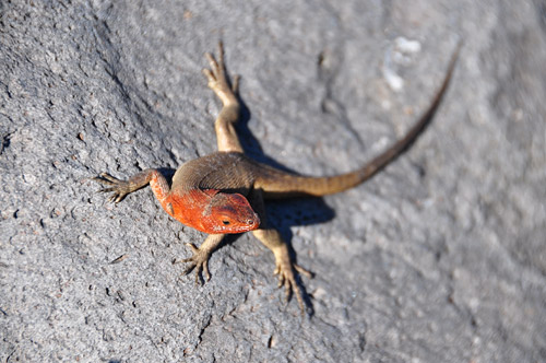 Lava Lizard