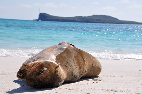 Lazy Sea Lion
