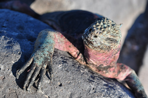 Marine Iguana