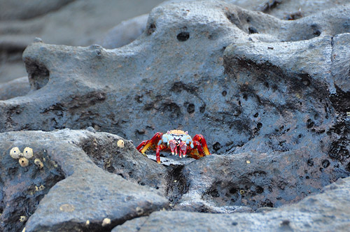 Sally Lightfoot Crab against blue lava
