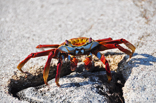 Sally Lightfoot Crab, stopped in tracks