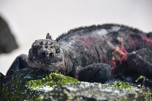 Sea Iguana