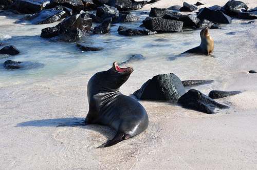 Sea Lion Bull