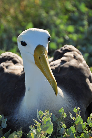 Waved Albatross Nesting