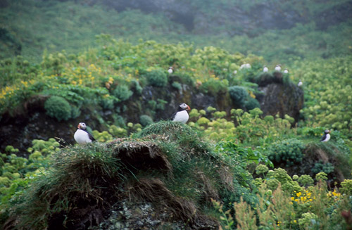 Puffin colony