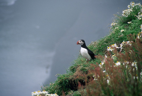 Puffin on the black beach near Vik