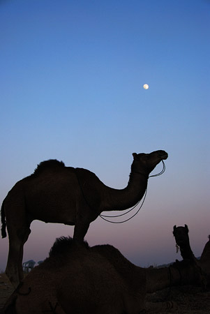 Camels at Dusk