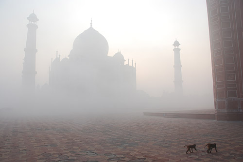 Monkeys at the Taj Mahal, sunrise