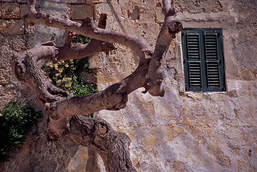 Mdina window and tree