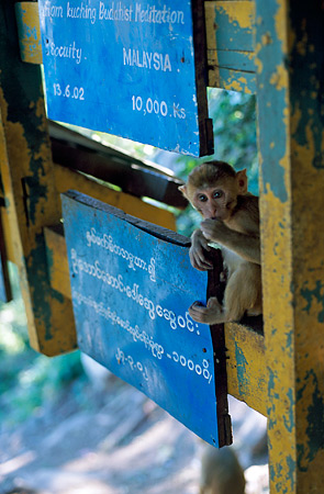 Monkey on sign