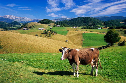 Fagaras Cow