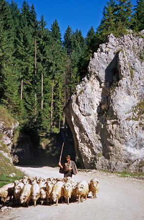 Sheep Herder