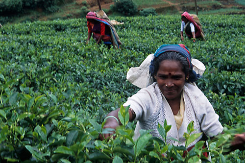 Nuwara Eliya tea pickers