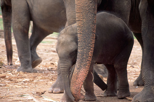 Pinnewala, mother and baby