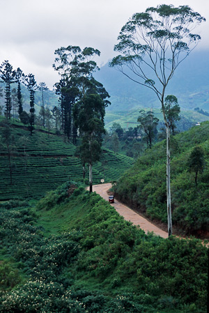 Nuwara Eliya tuk tuk on dirt road