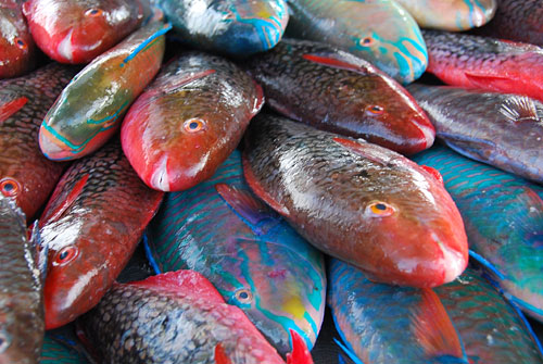 Colorful fish of Southern Thailand