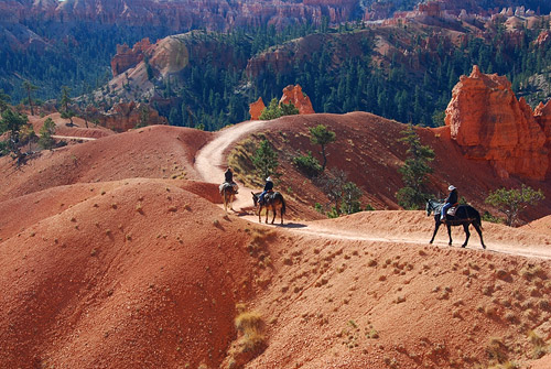 Bryce Canyon Horse