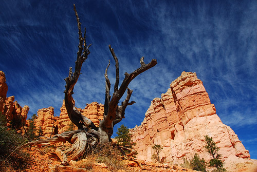 Bryce Canyon Walk