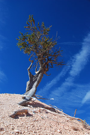 Bryce Canyon Tree
