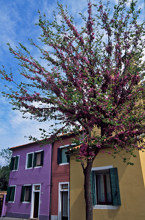Burano colored house